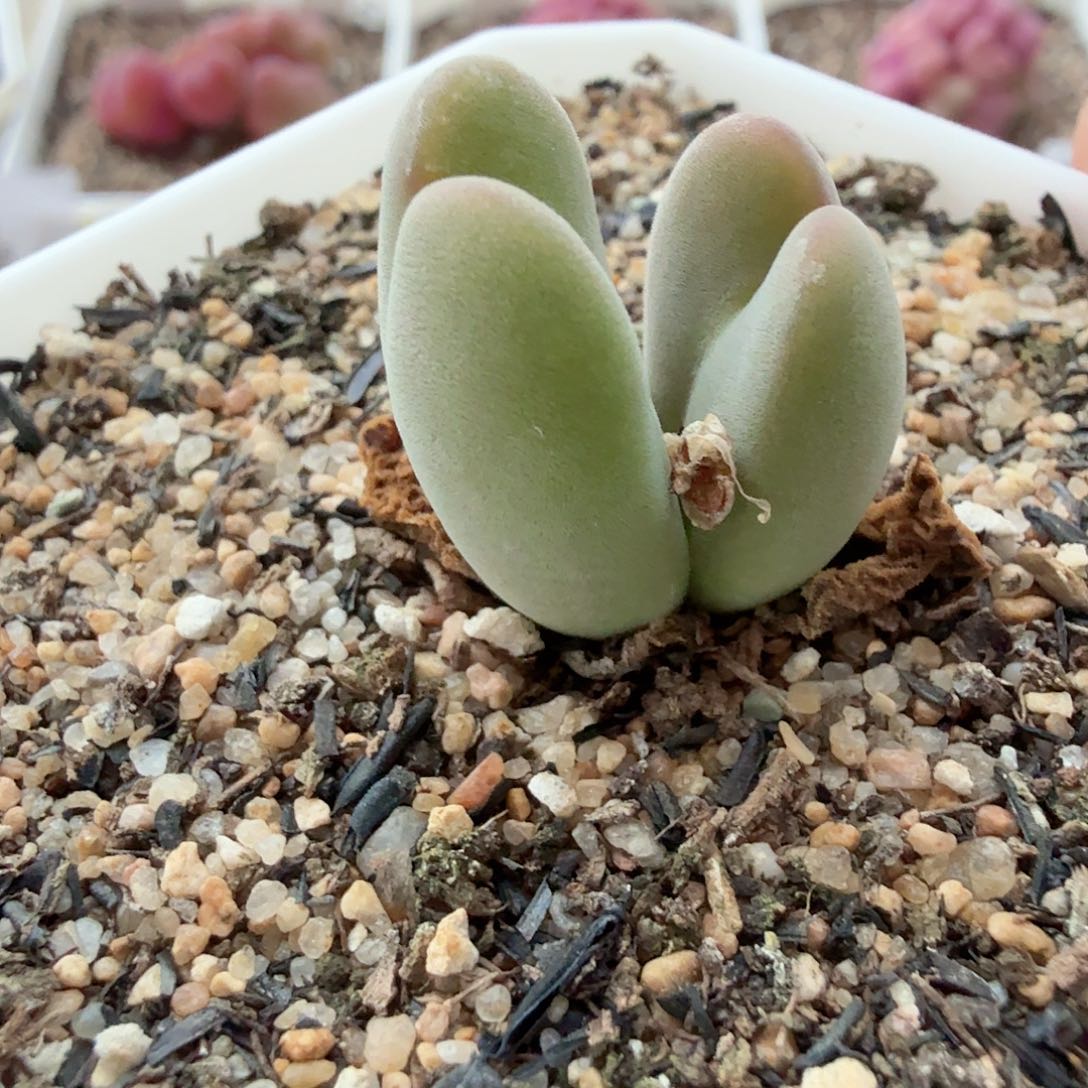 多肉植物多肉植物多肉植物