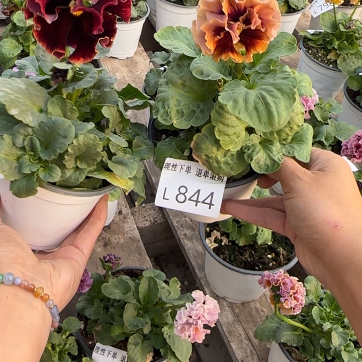 草***饼无花朵L844两棵小苗低于零下5勿拍