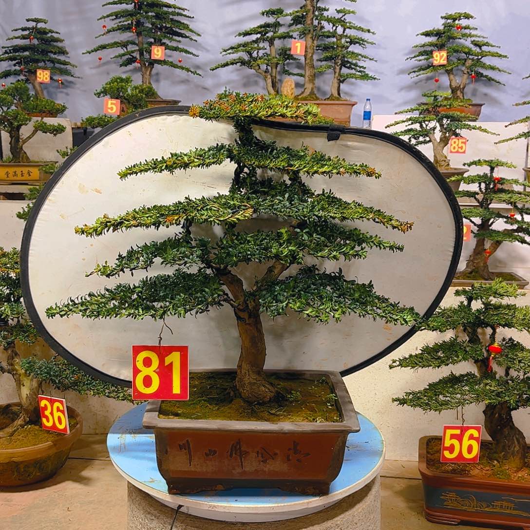 手***慌无花朵老桩老盆罗汉松