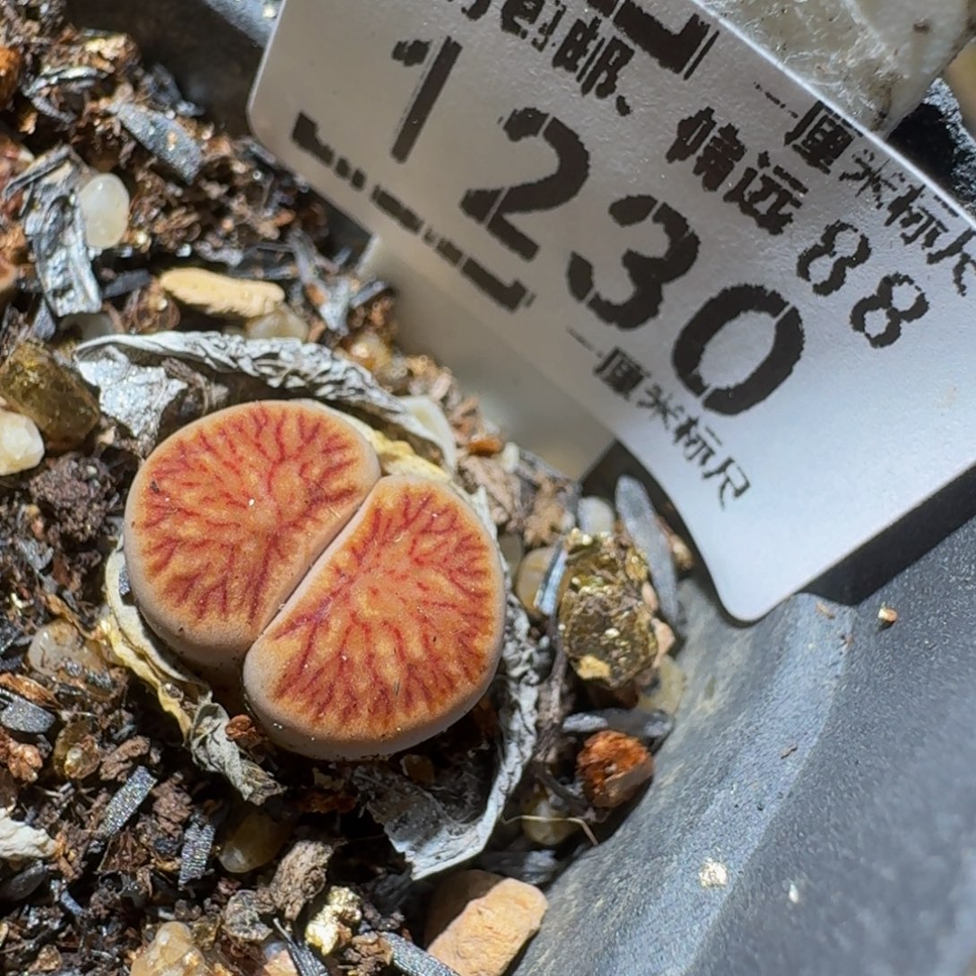 Ssss精品生石花1230