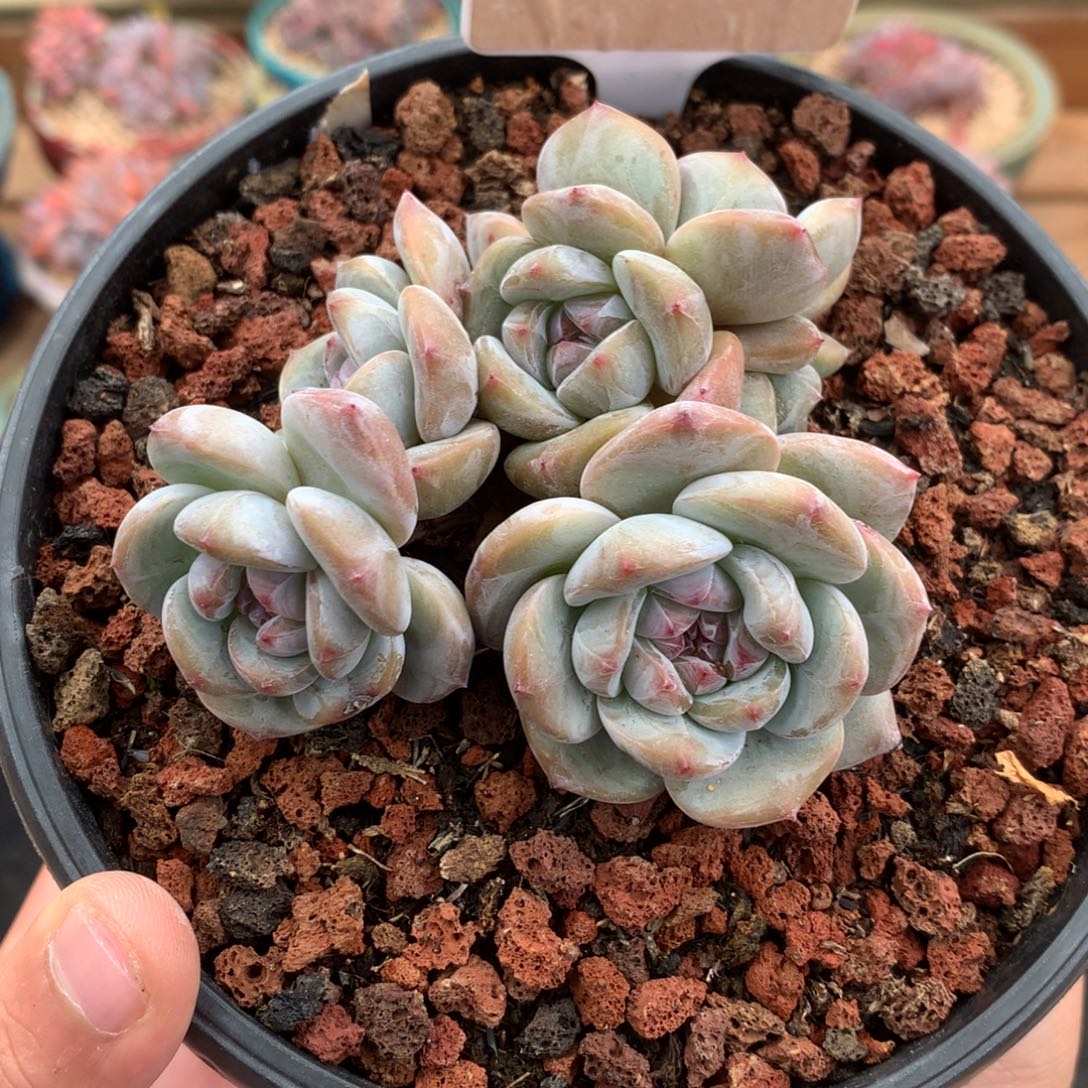 S2726 开播福利 星影 有砍 9cm