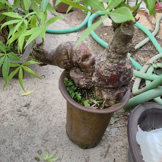 哨***兵发财树的一个发货