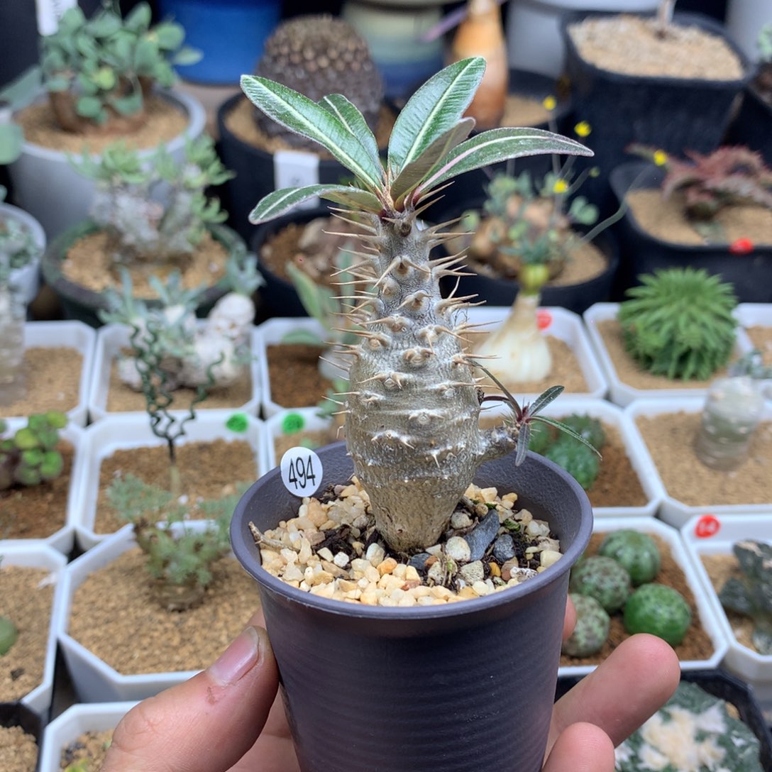 凯迪棒槌多肉带盆