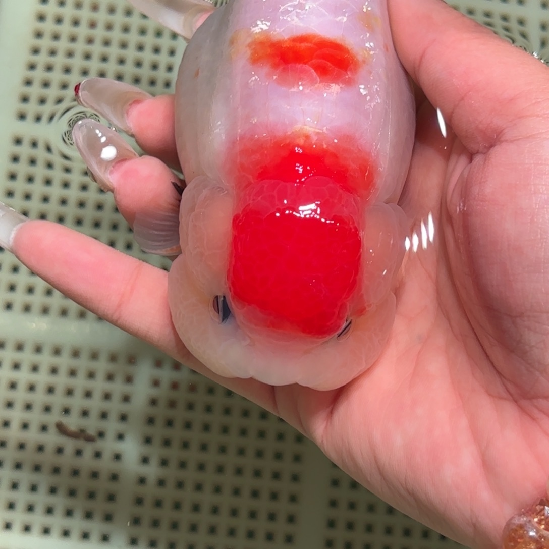 郭***子金鱼拍包装包邮不拍包装运费到付