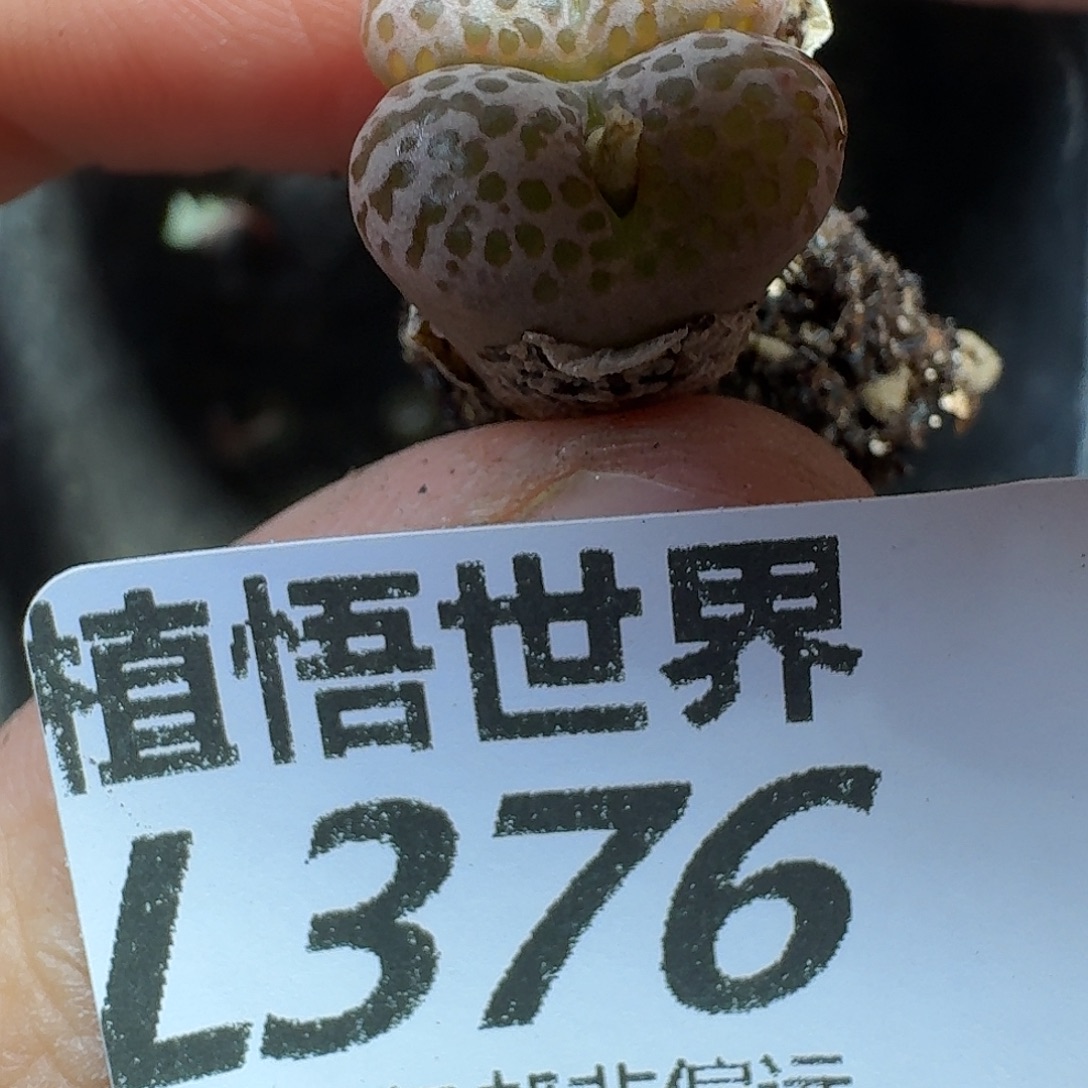 多肉植物的人生gh