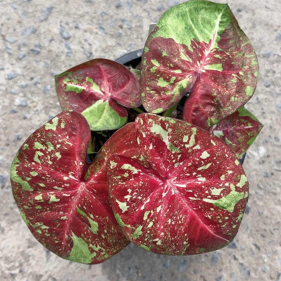 568-0124morningstar彩叶芋泰国发货