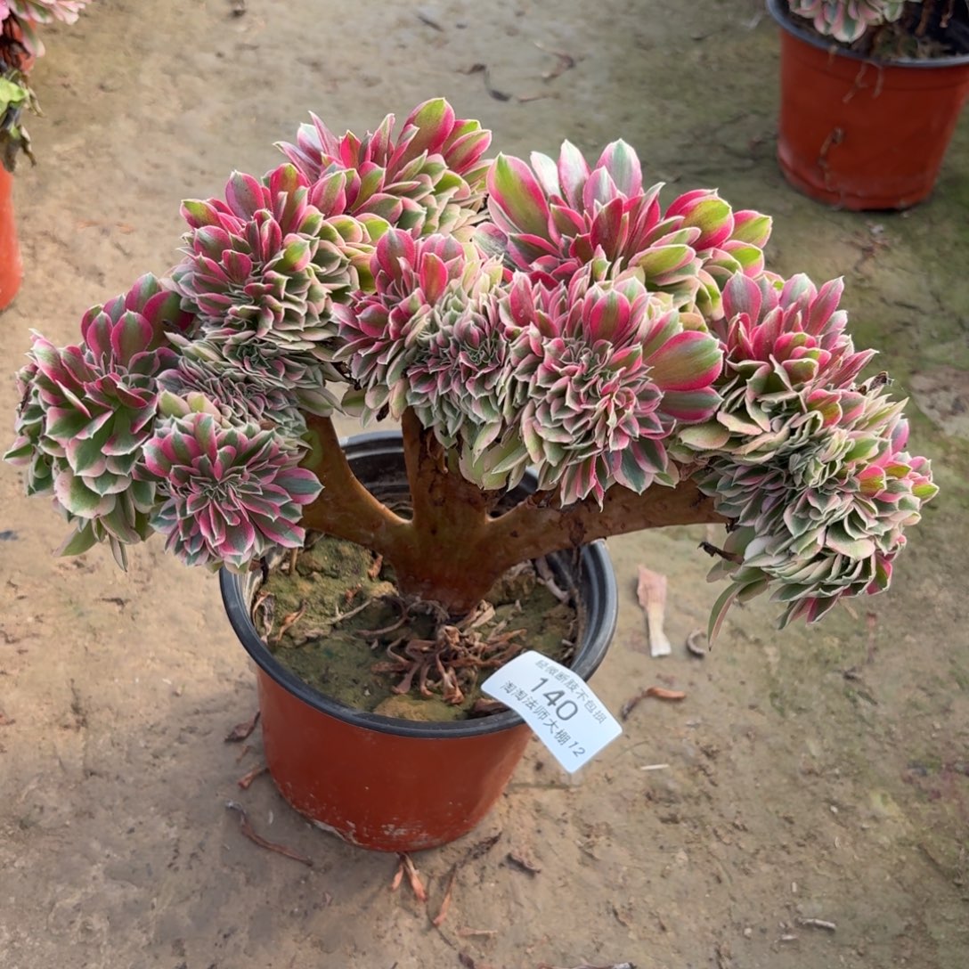 140粉女巫缀化多肉植物法师