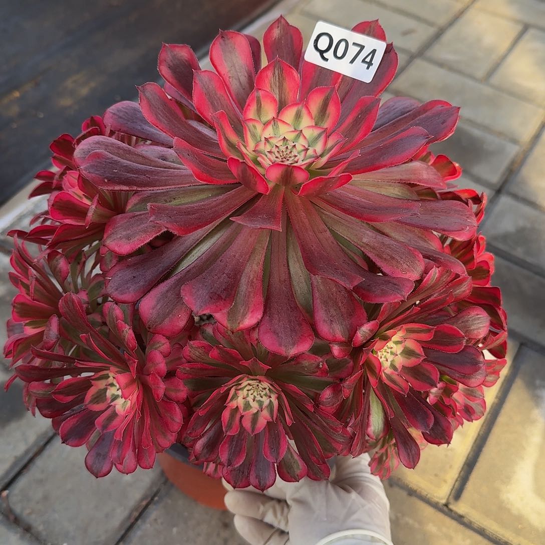 全部花朵074红铜白444冠服25左右