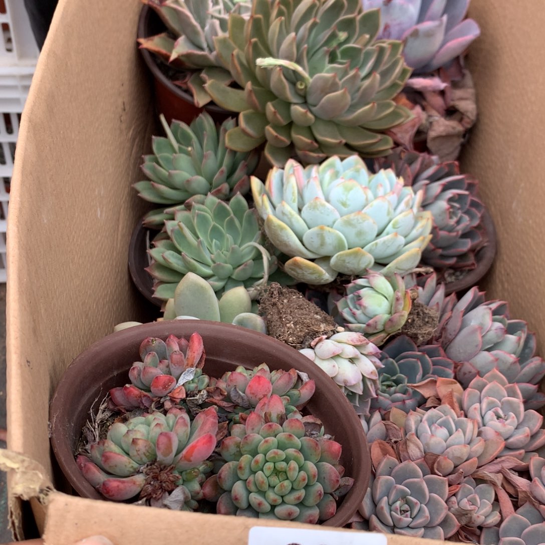 29一箱十棵不重复