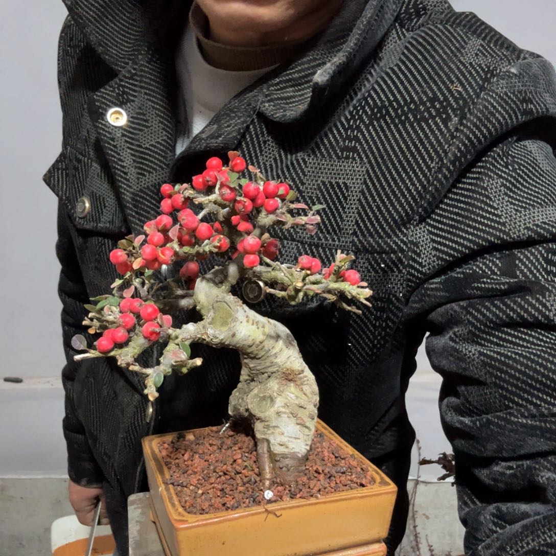 朱***乐云南昭通红花平枝栒子