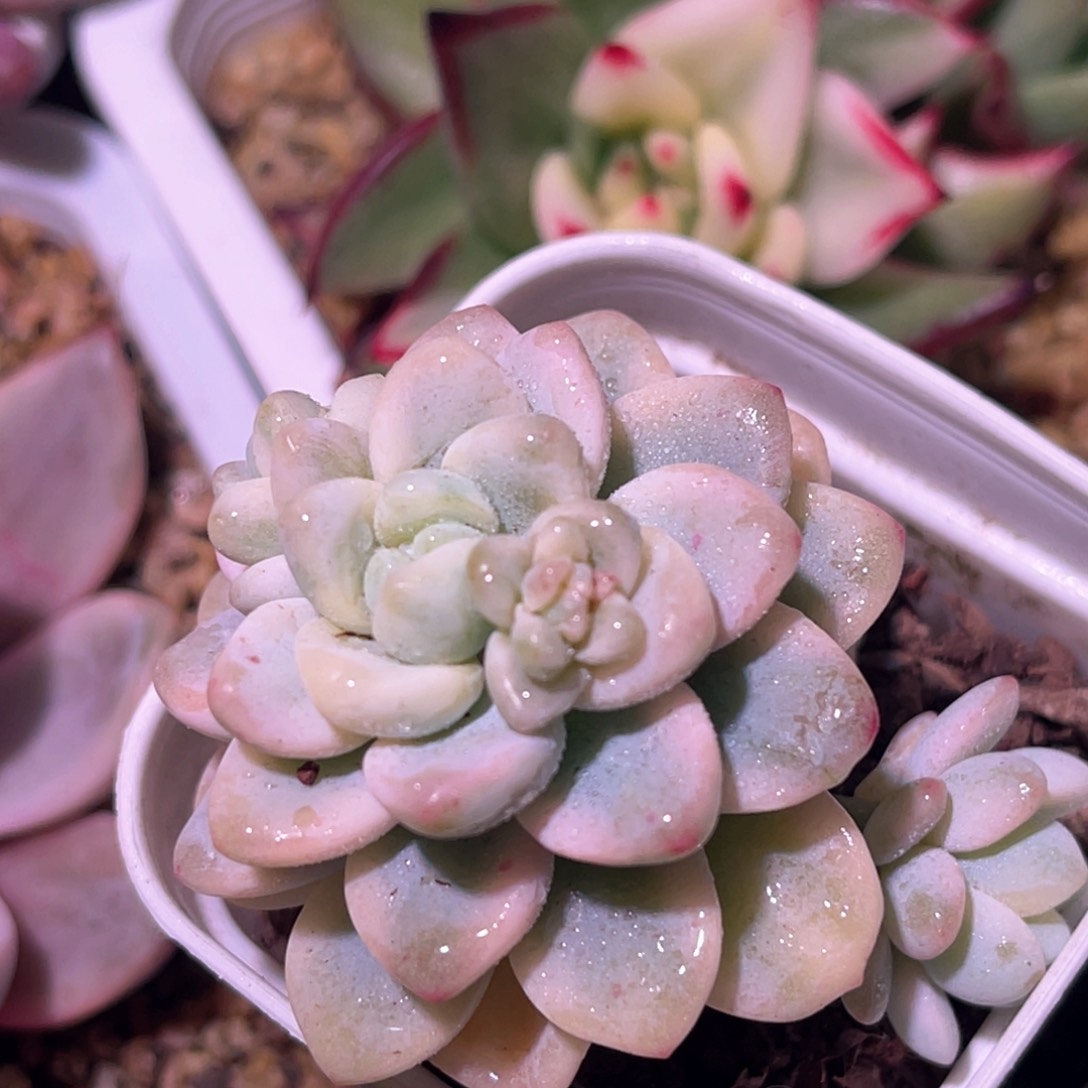 多肉特价劳尔锦小群