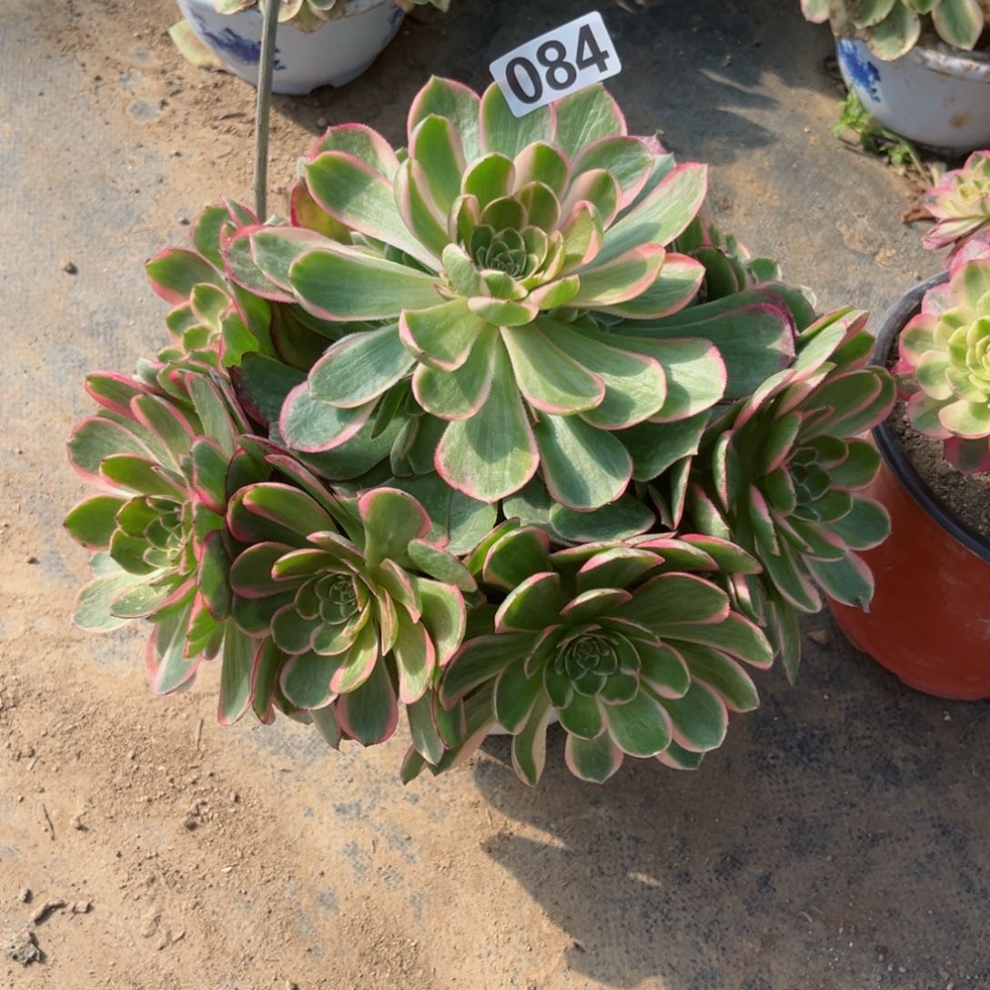 084粉花妖夜宴多肉植物