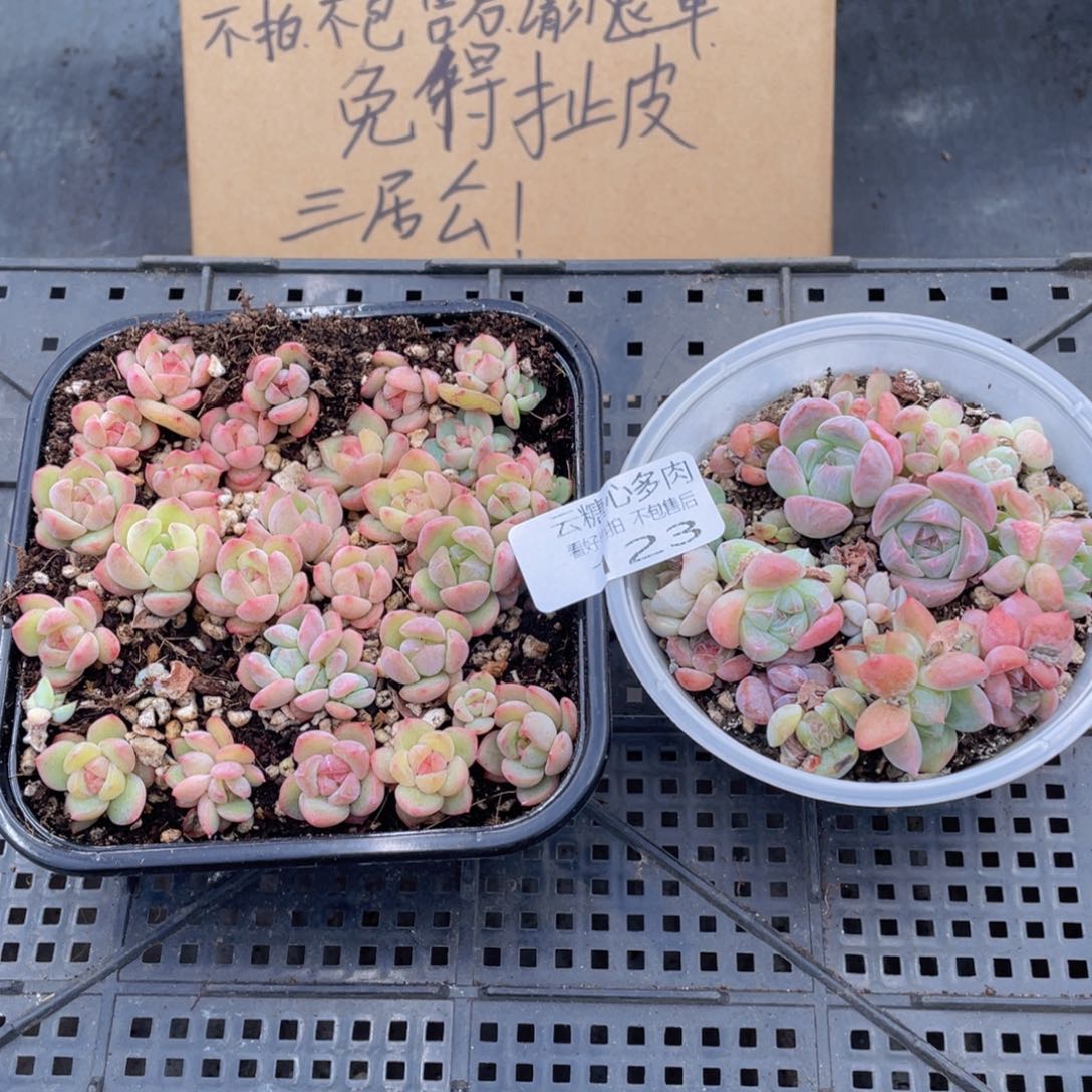 云糖心多肉植物123