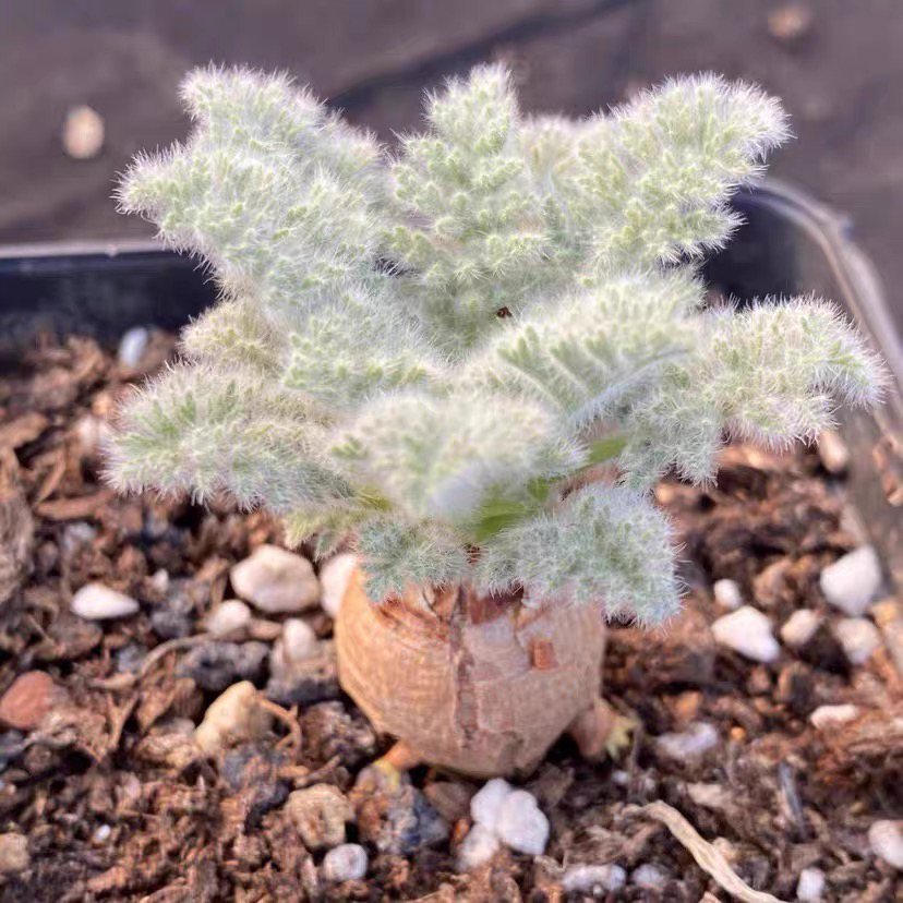 毛茸茸可爱雨叶洋葵块根 多肉植物 块根1公分小型植物像羽毛一样