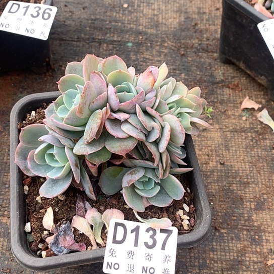 白玉兰缀化137 亏本处理退款拉黑7-8天发货