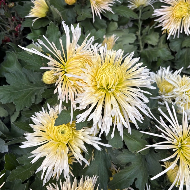 精品天山雪莲国菊生花苞到手一盆