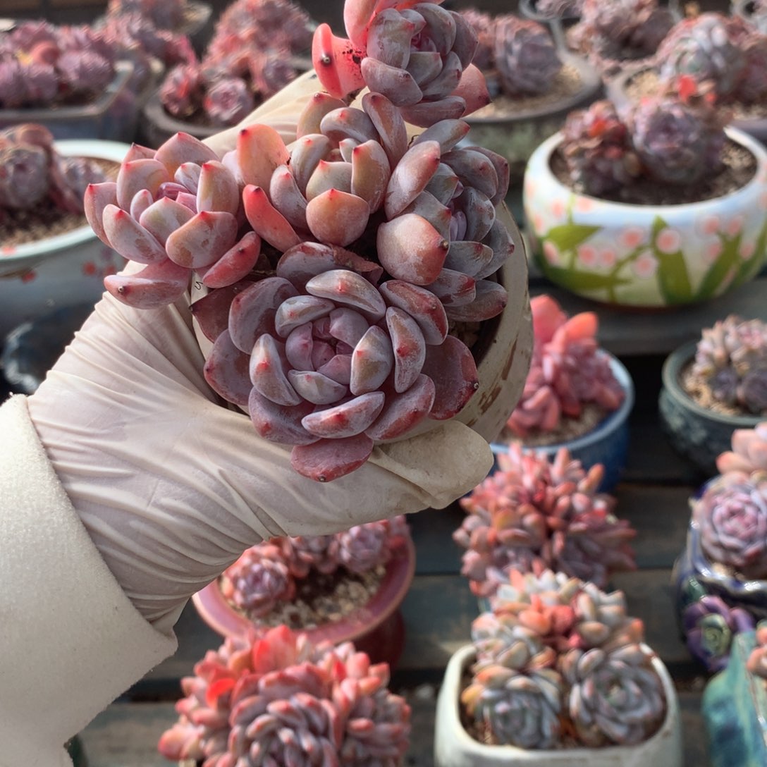 无花朵哈哈哈哈哈哈哈哈哈6