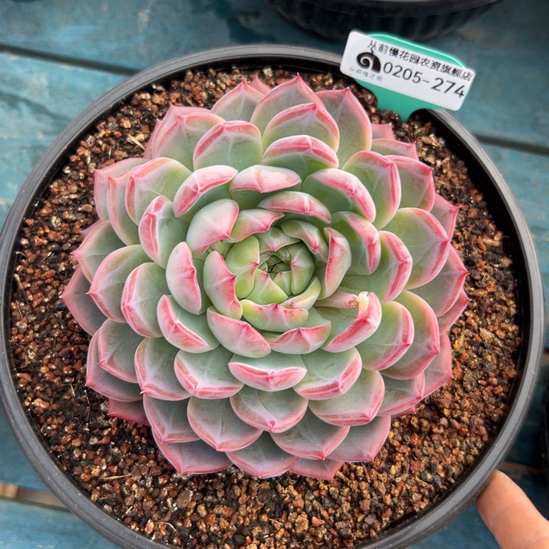 芙*多肉一物一拍0205-274