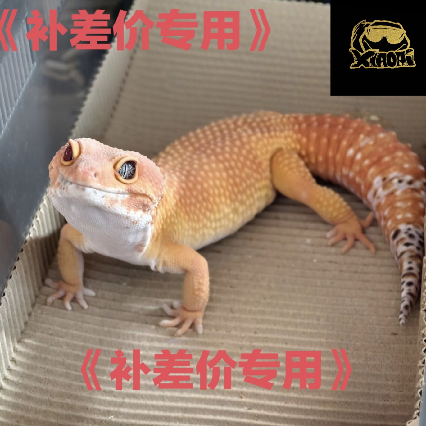 【补差价专用】豹纹守宫补运费专用！！！