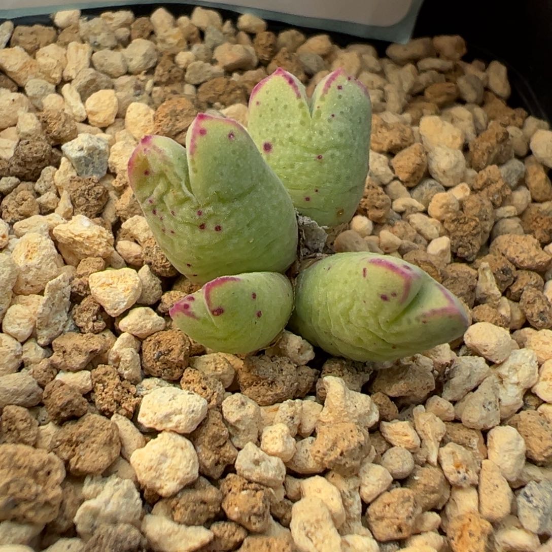 29-102肉锥多肉植物