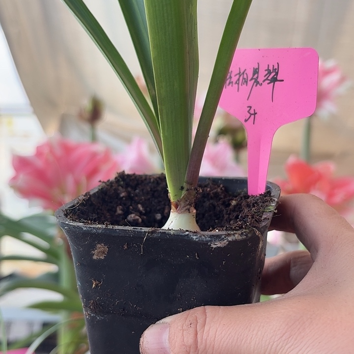 无花朵松柏辰辉朱顶红直径3