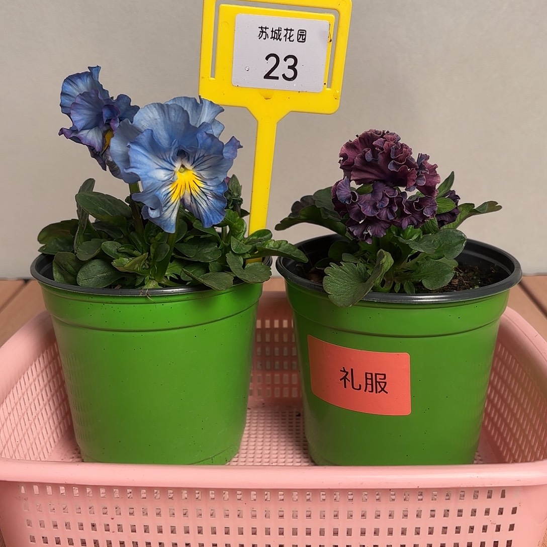 大部分开放少量花苞23