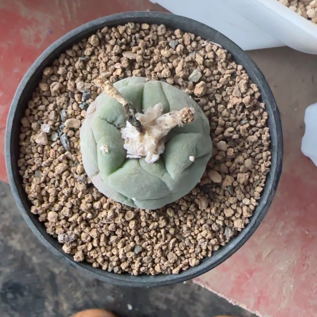 实生草球多肉0000