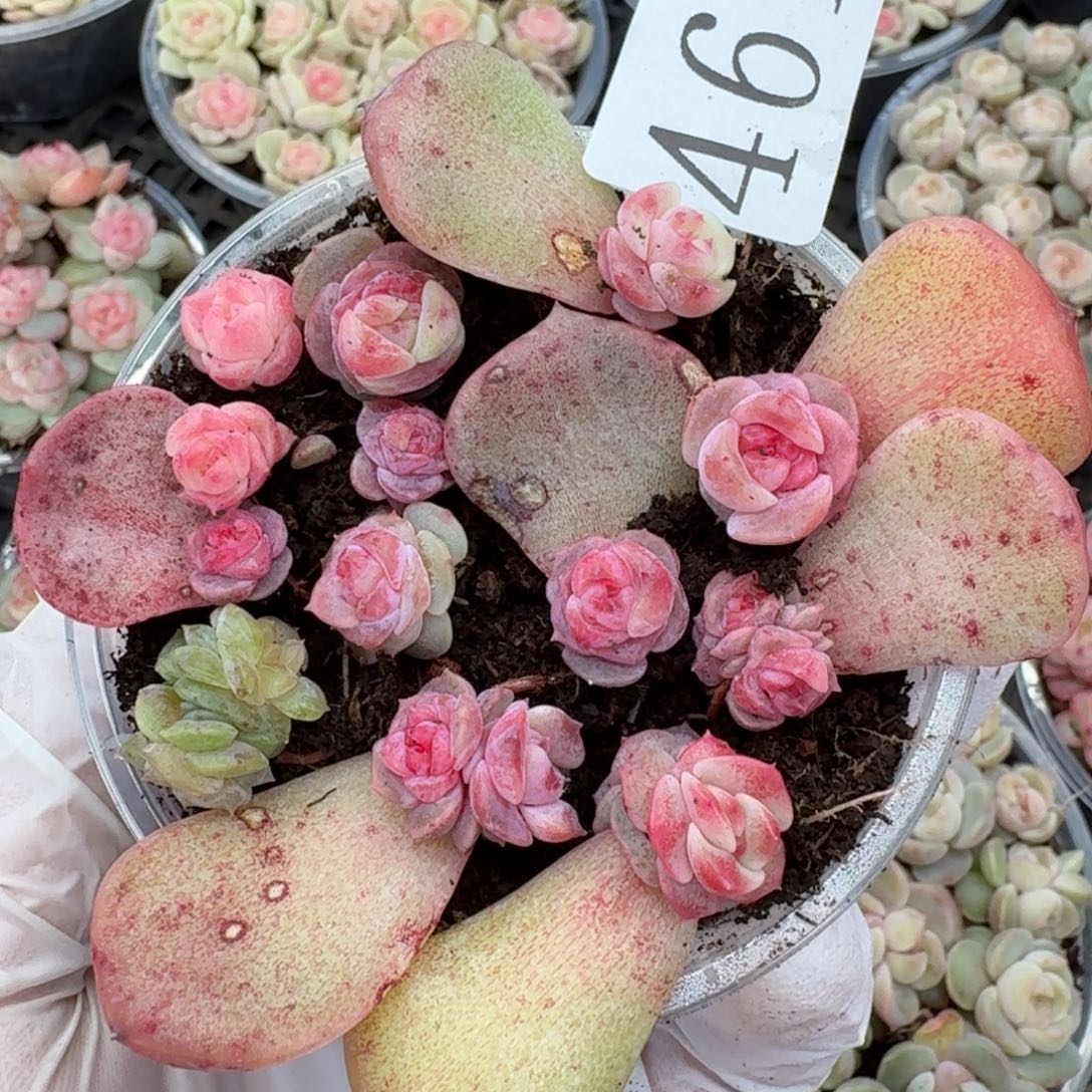 多肉植物多肉植物461