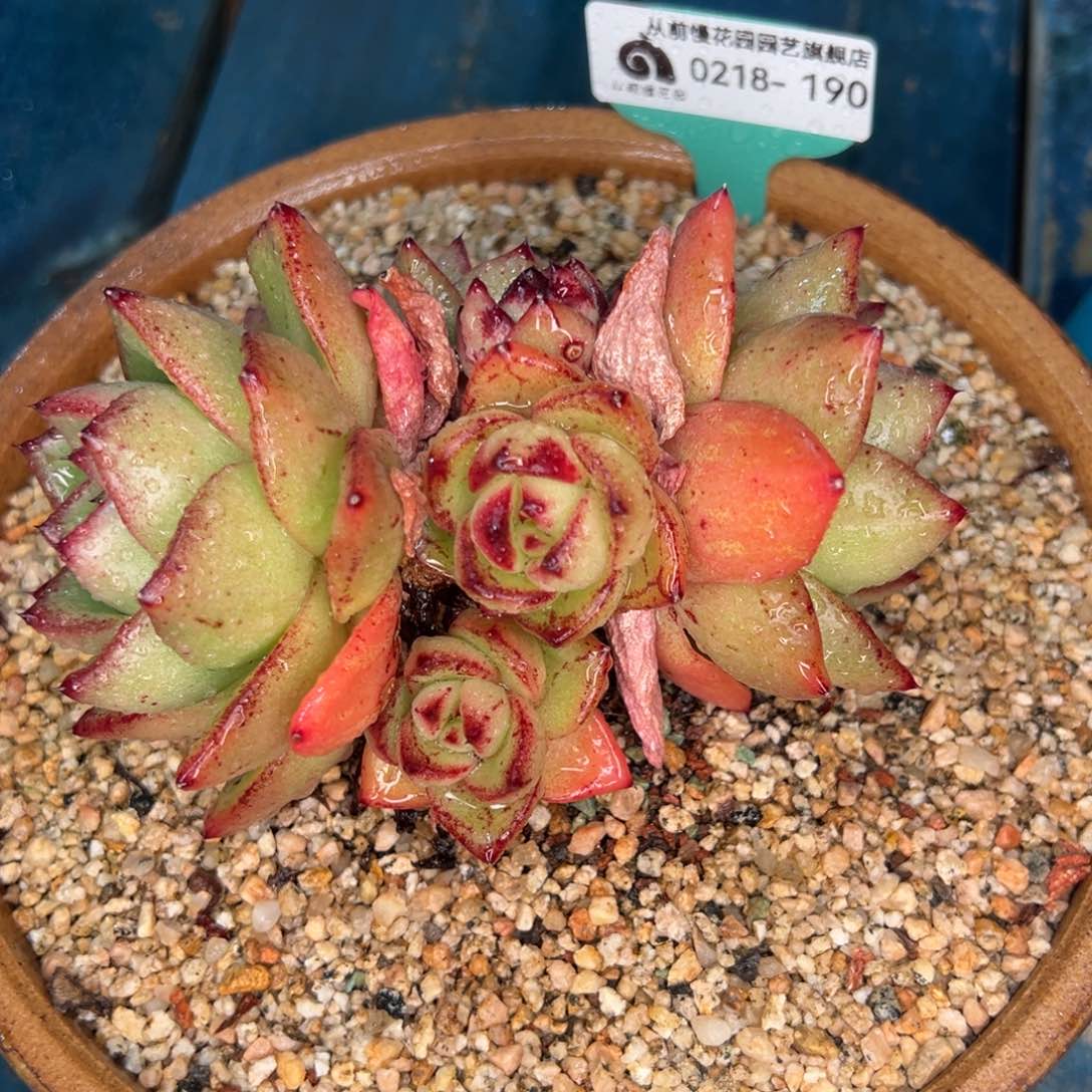 从前慢多肉精选编号0218.190白酒