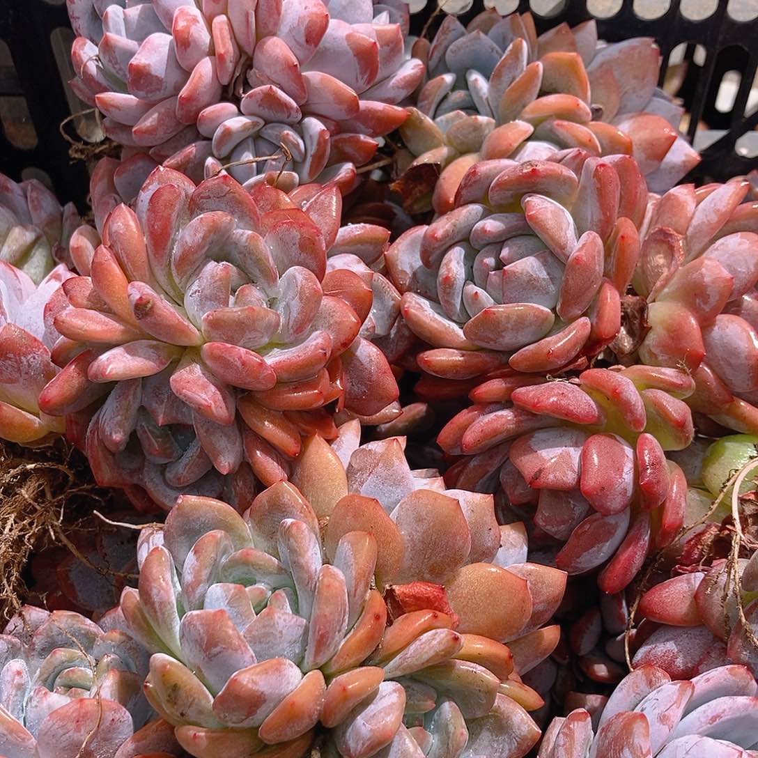 星影随机三头控养