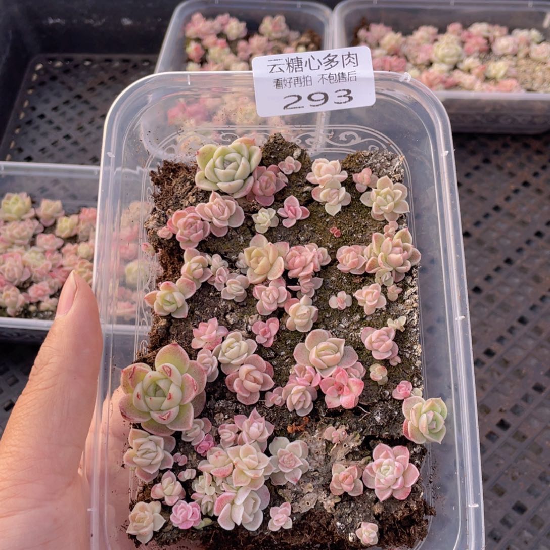 云糖心多肉植物293