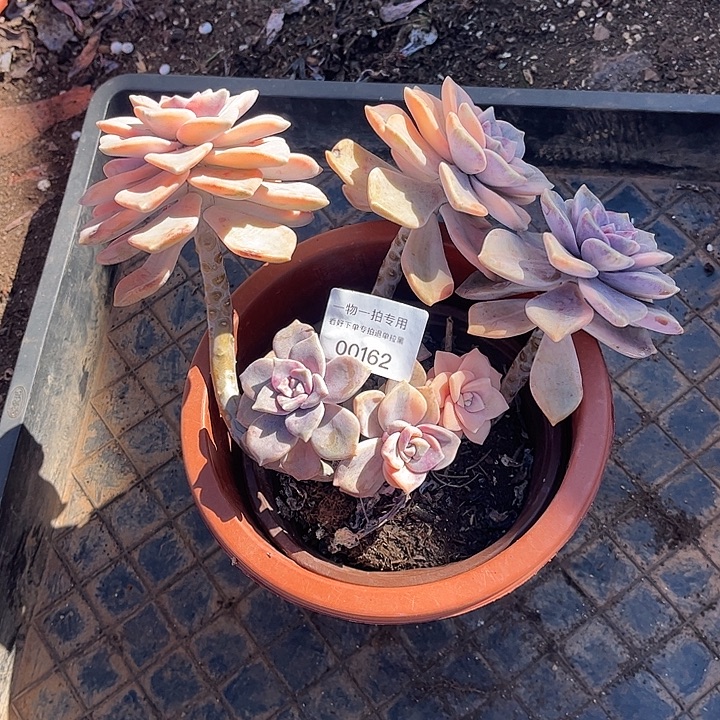 好***.紫乐锦群，一物一拍