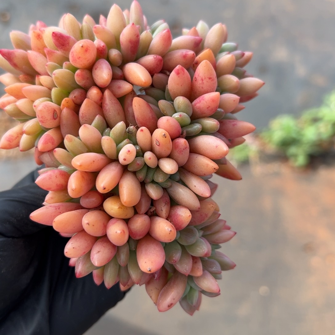 桃花缘00000000000