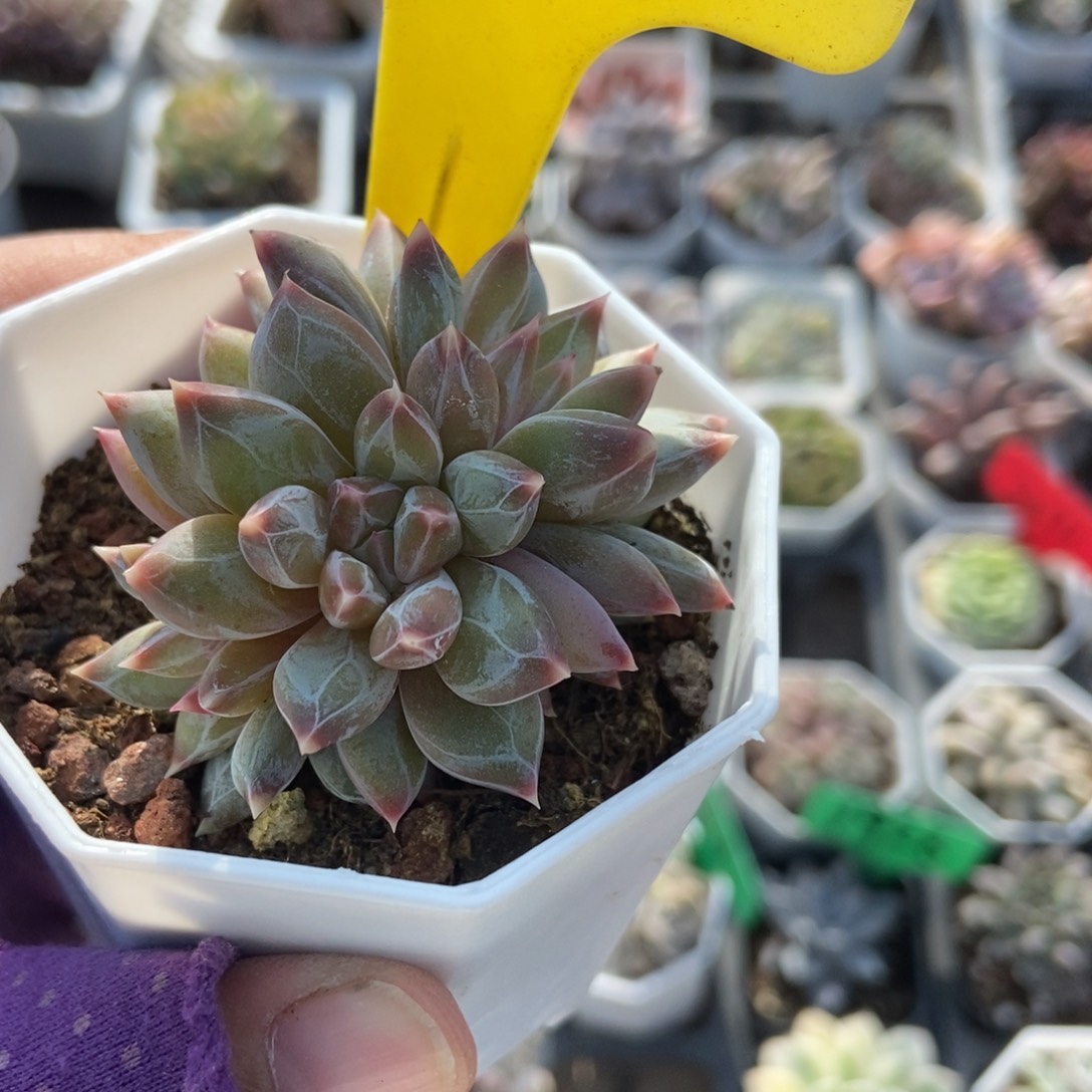 1863伊丽莎白多肉植物