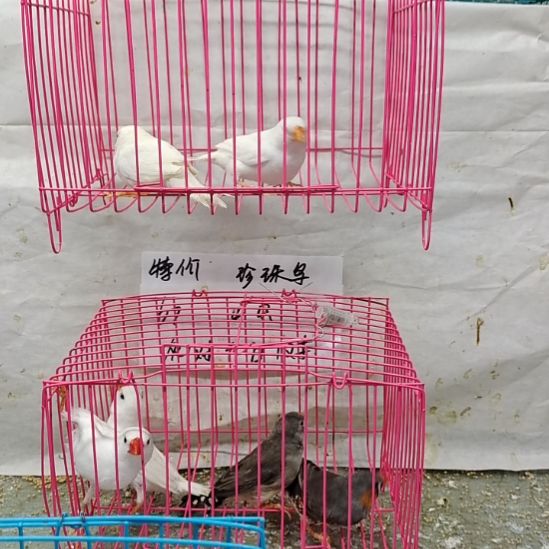 珍珠鸟成年，白色一对
