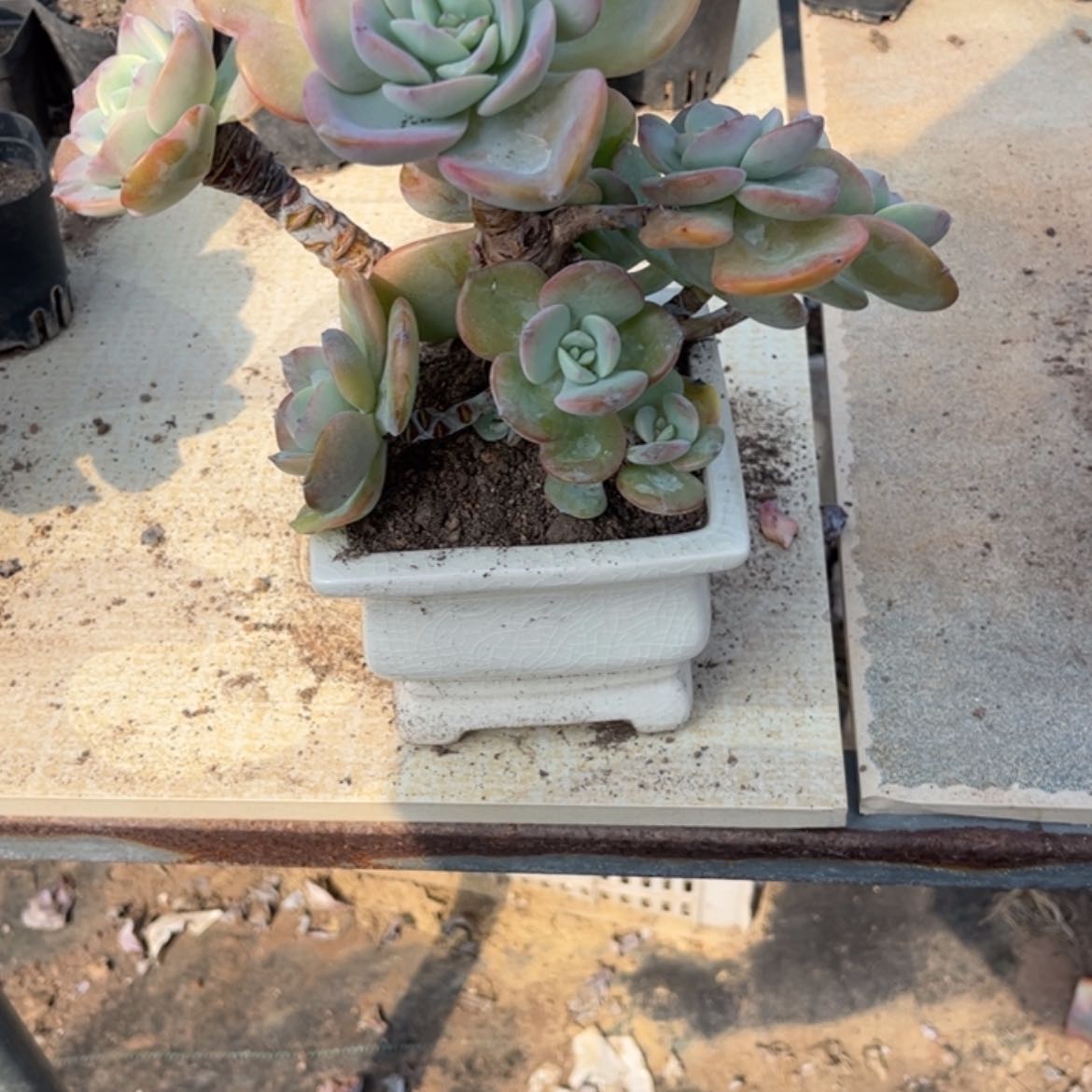 【闪购商品】无花朵#****#