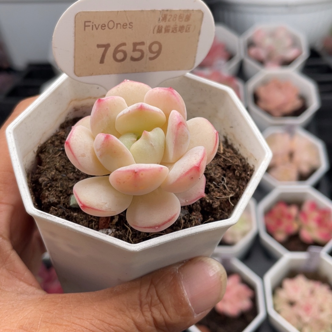 香草7659-4.0厘米