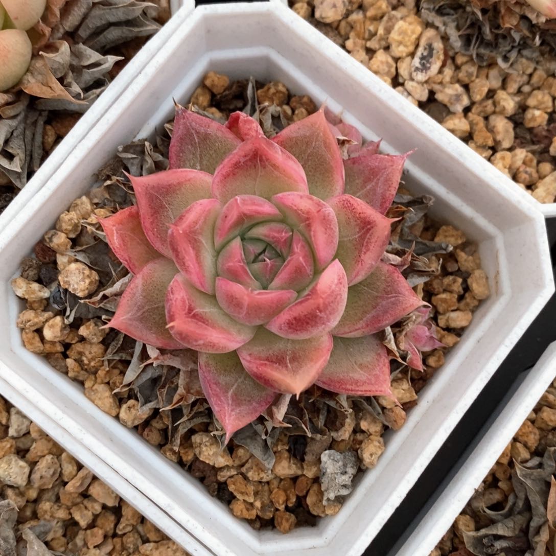 精品多肉一物一拍不包整182