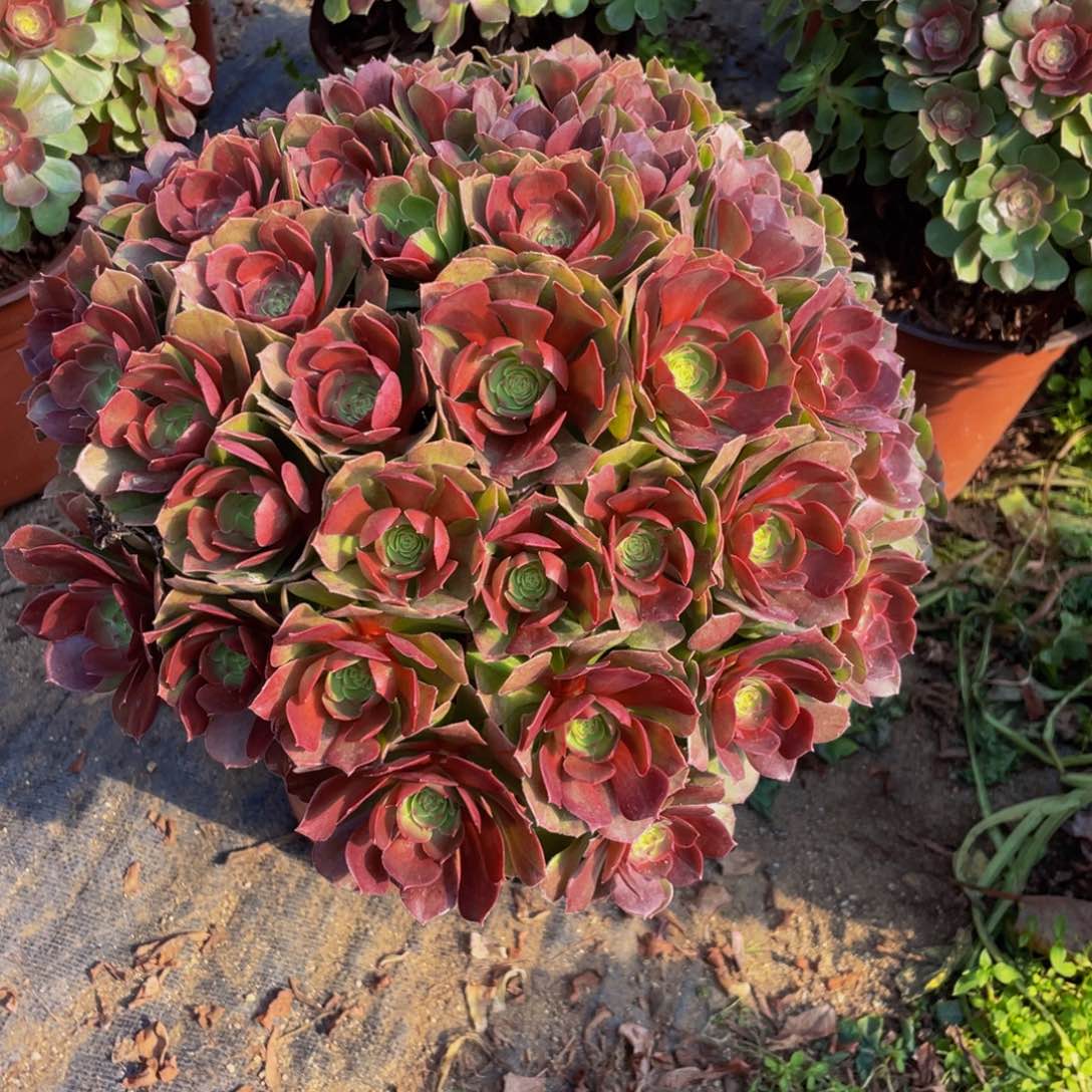 308 老桩法师基地万圣节