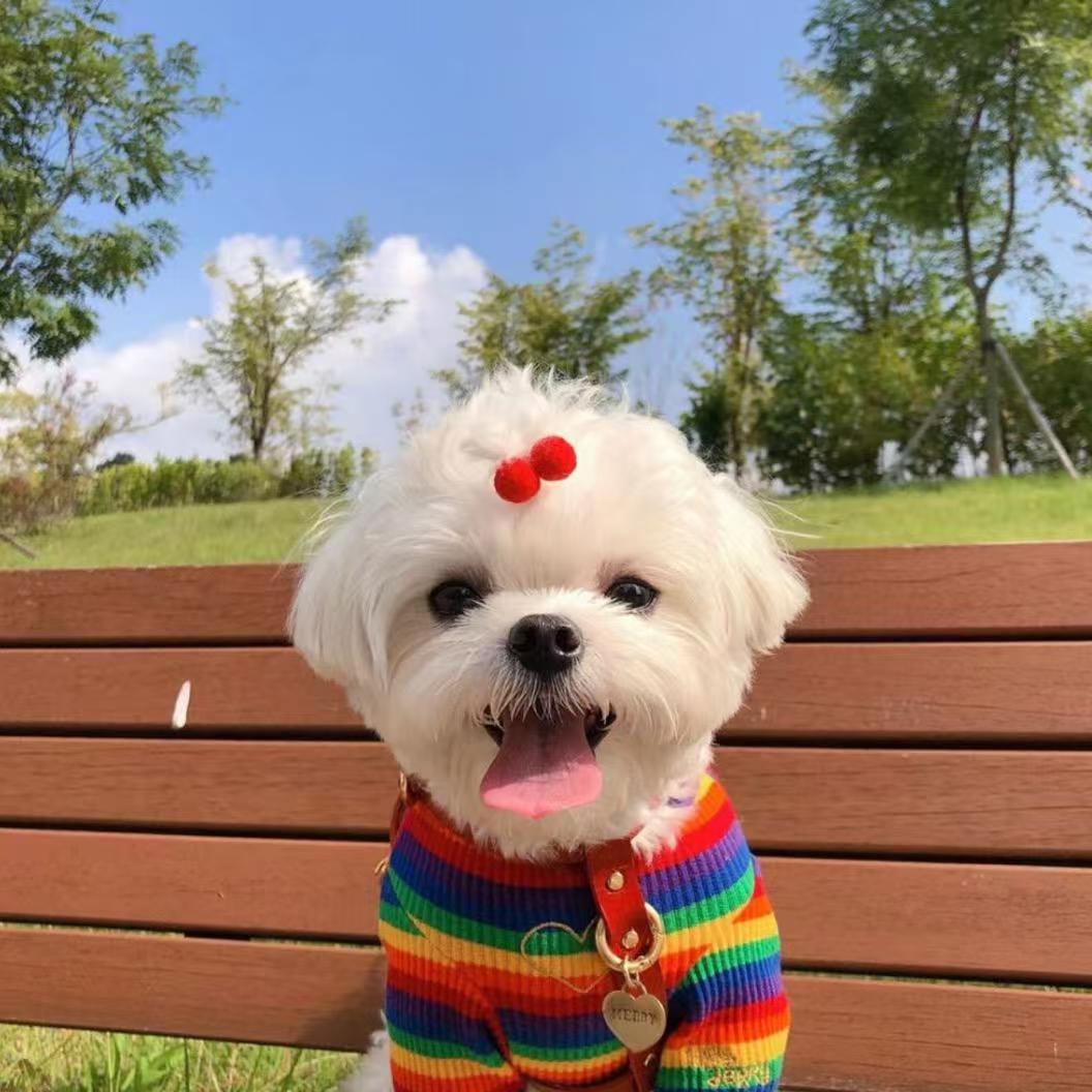 宠物用品9.9码-109.9码专拍链接