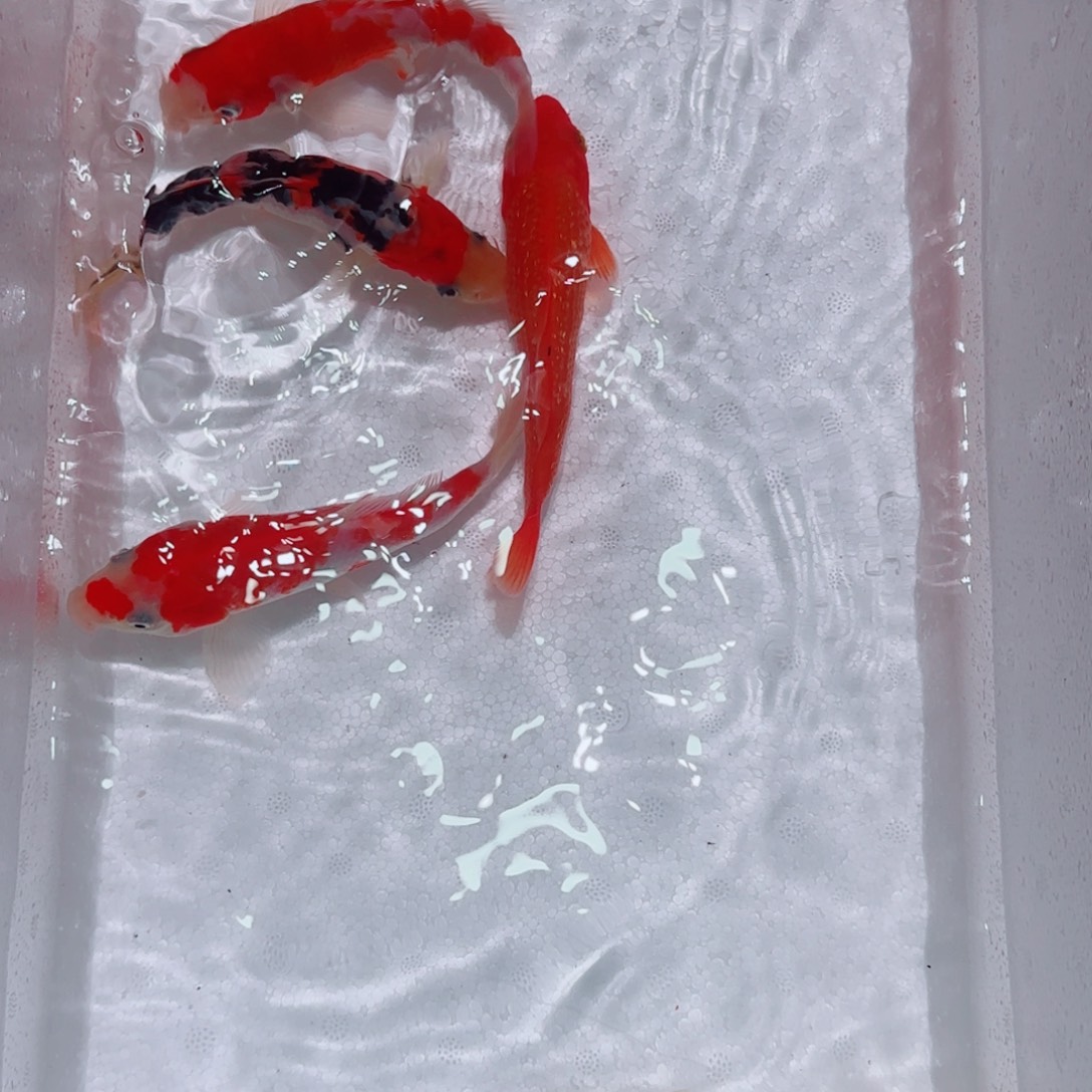 海水锦鲤鱼观光精品