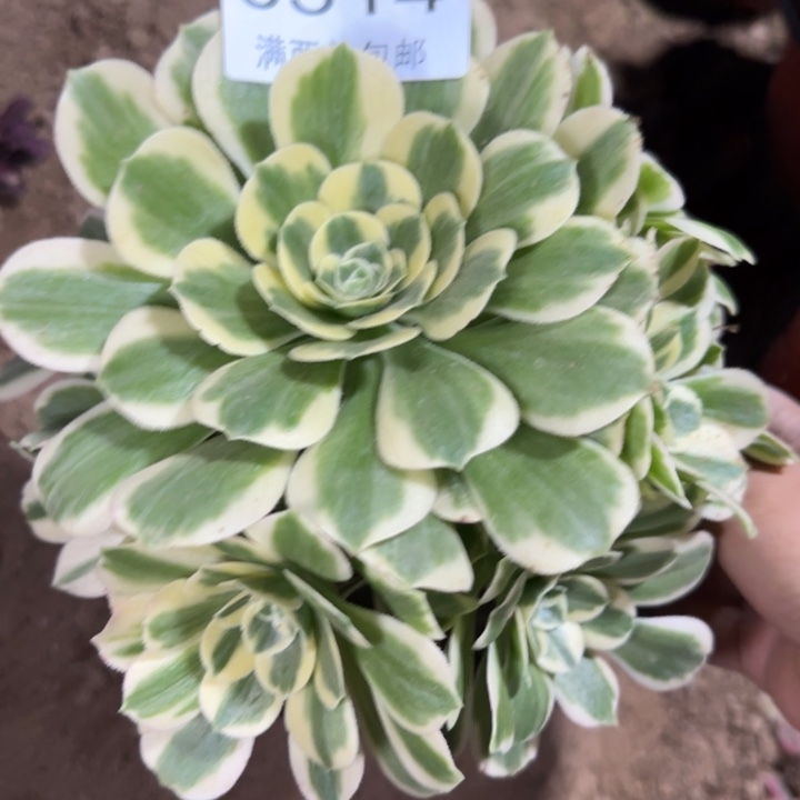 0514迈巴赫多的植物