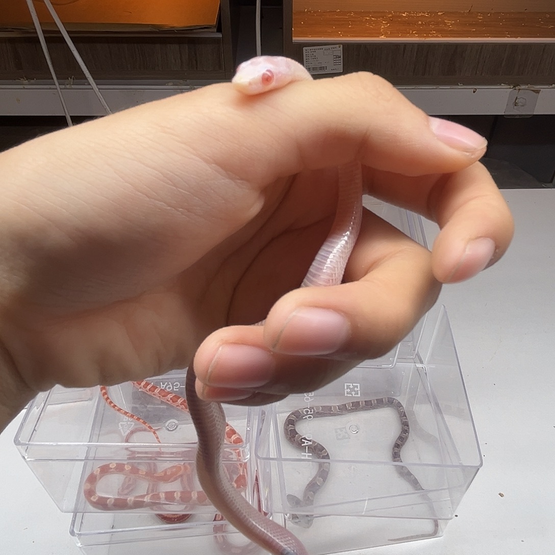 玉米蛇一对一挑选