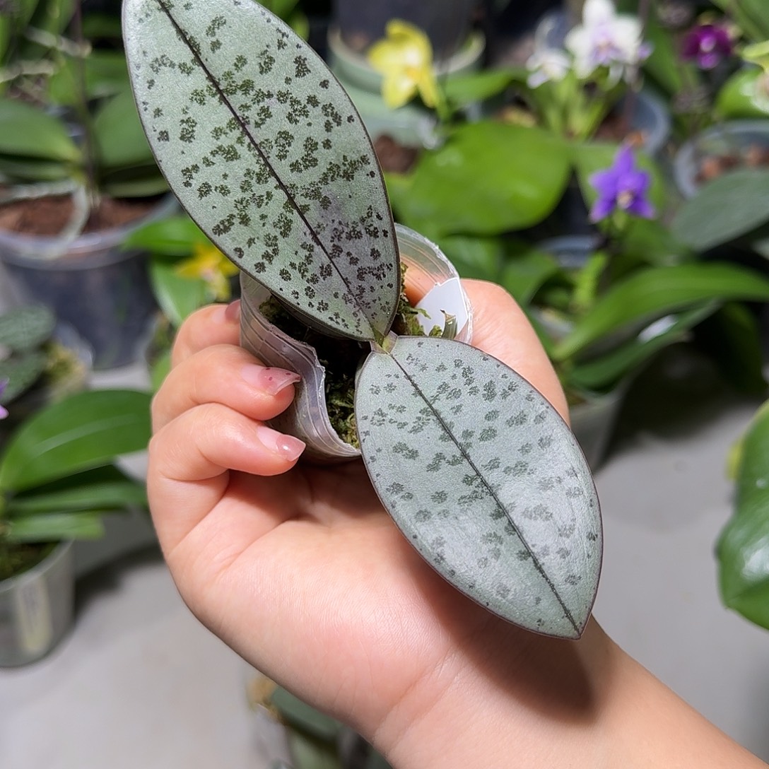 静***石当前无花栽培后可以开花