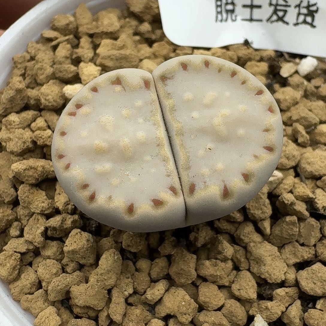 767多肉哈哈哈哈哈哈