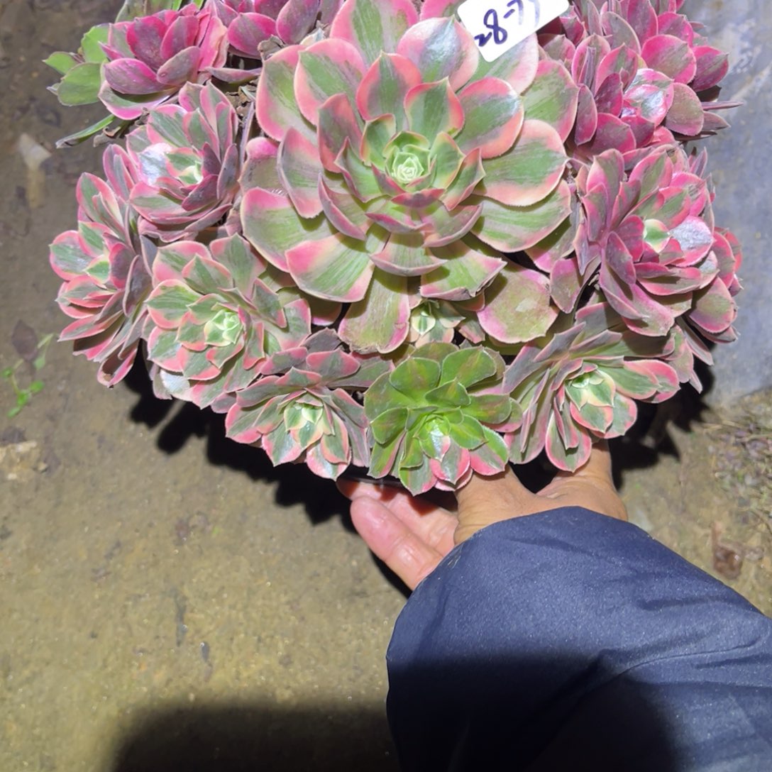 12-28-73粉女妖法师锦