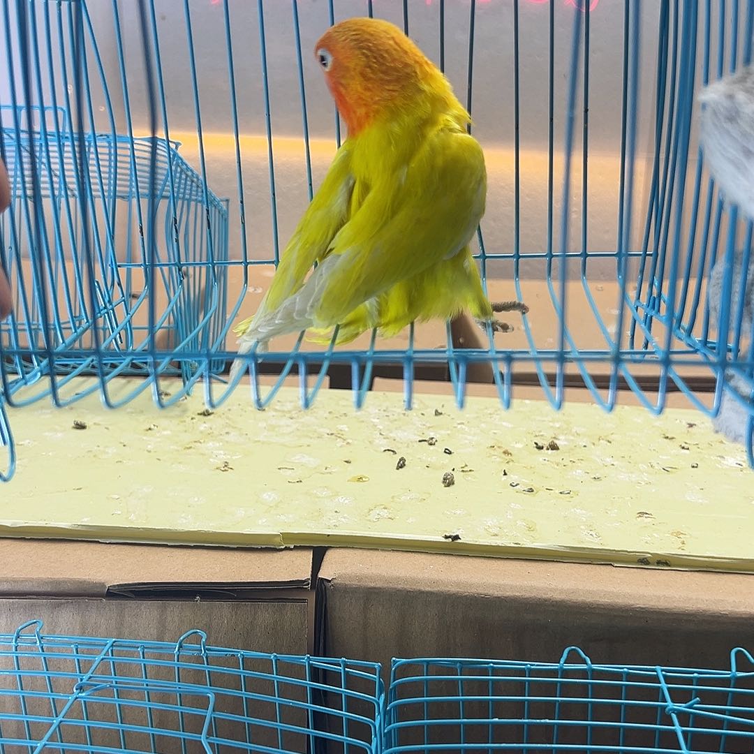 桃脸牡丹鹦鹉牡丹黄金丝