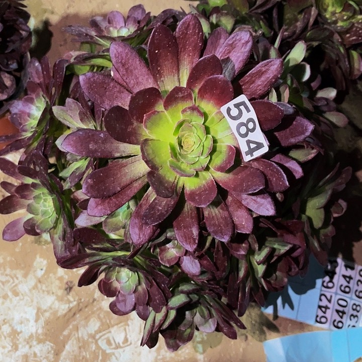 584万花筒多肉植物处理不售后