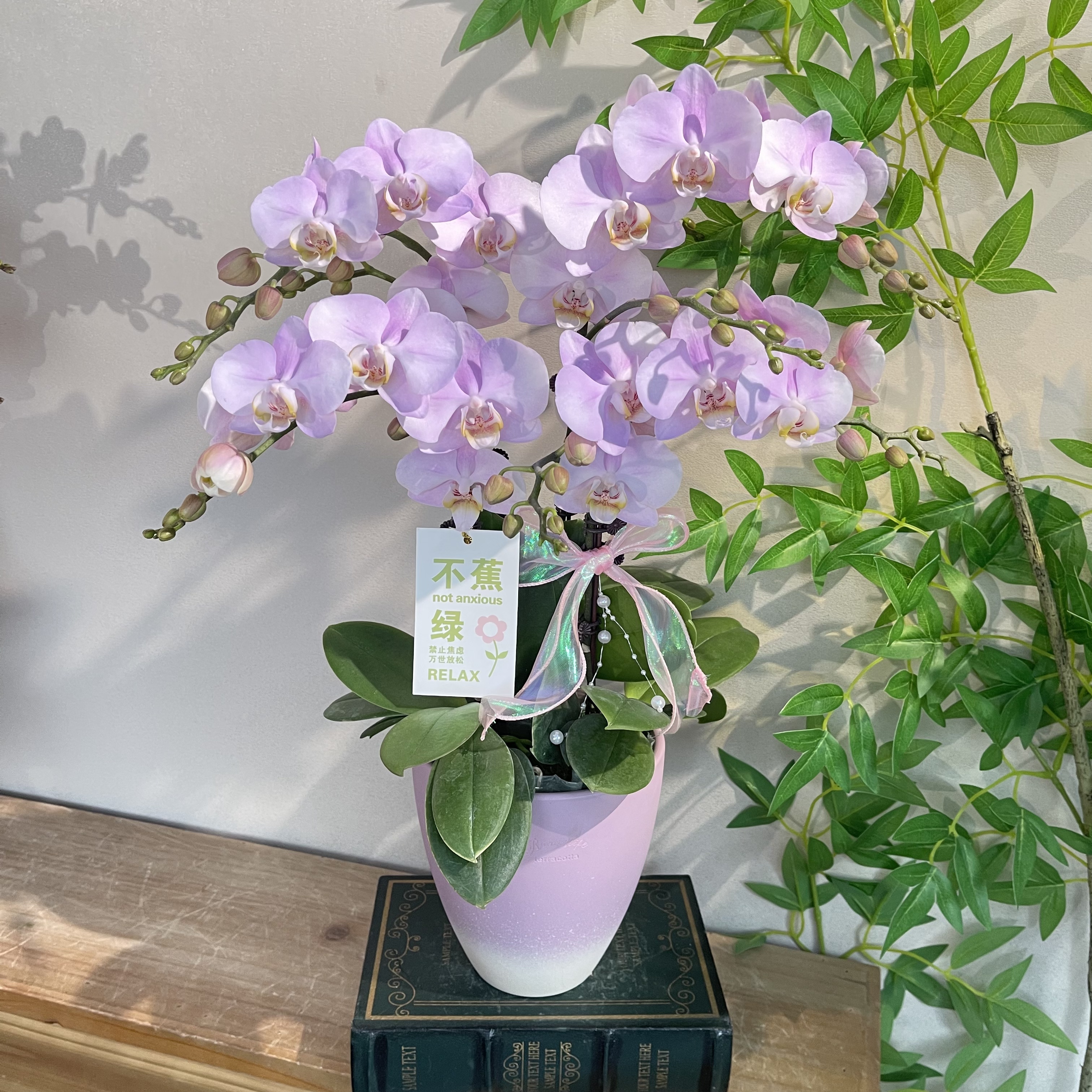 蝴蝶兰《天使》梦幻淡紫色系 好养耐养带花带花苞 基地直发