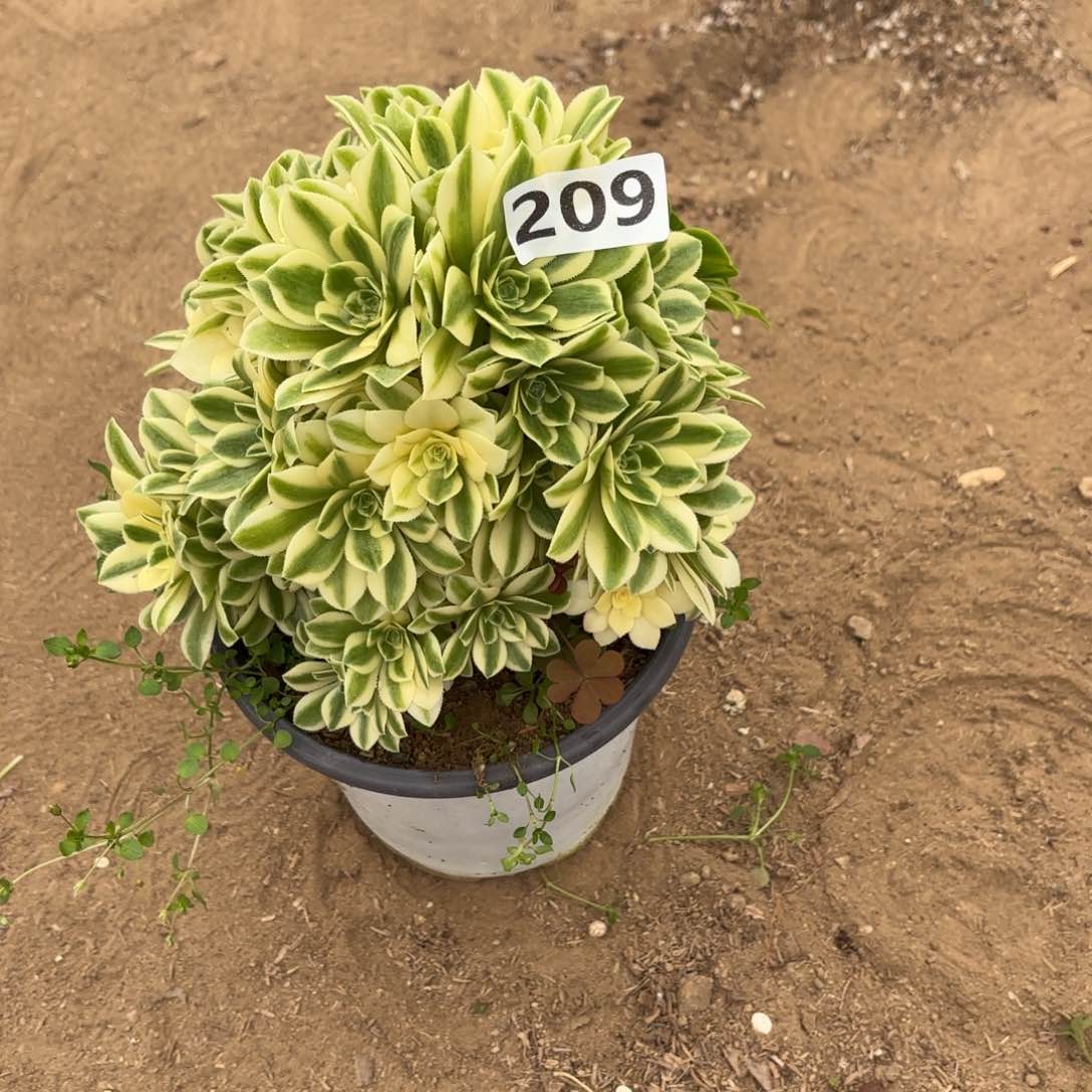 ?****࿐209买吧和多肉砍过头不包损